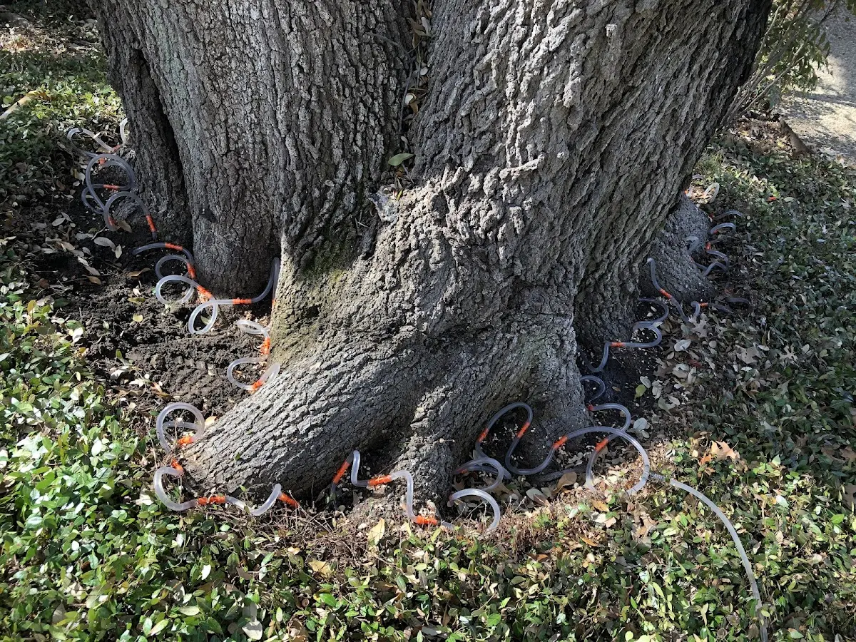 Detailed Tree Cabling and Bracing job site in Critz