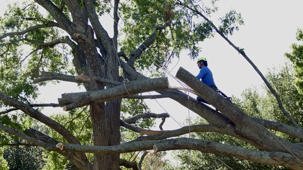 Professional Crown Thinning performed by certified arborists in Critz